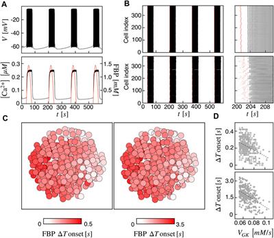 Multilevel synchronization of human β-cells networks
